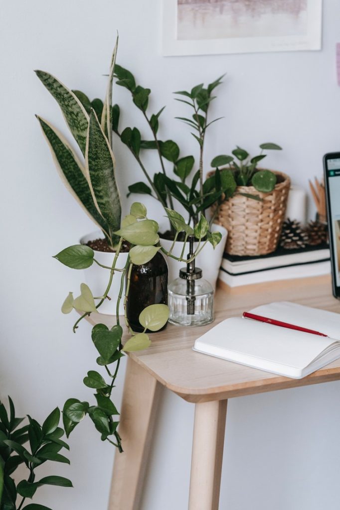 plant on study table decor