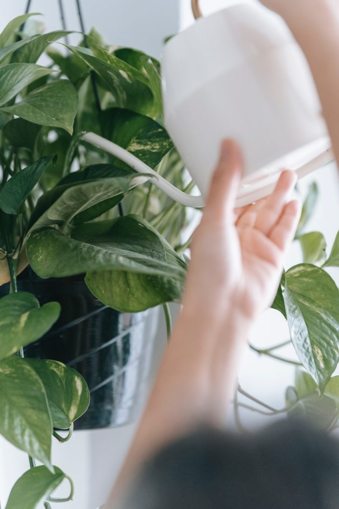 hanging plants