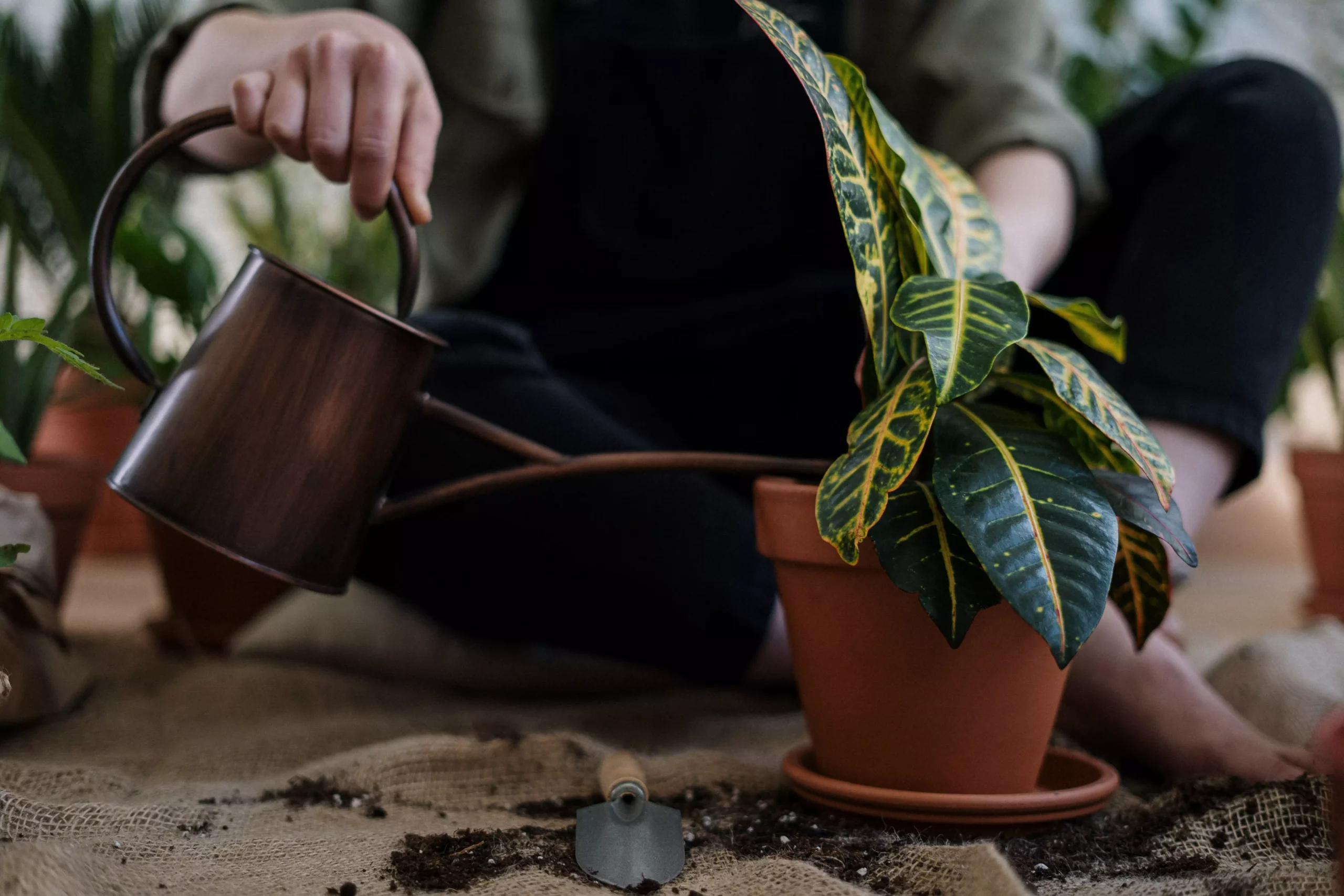 The Ultimate Guide to Starting an Indoor Garden